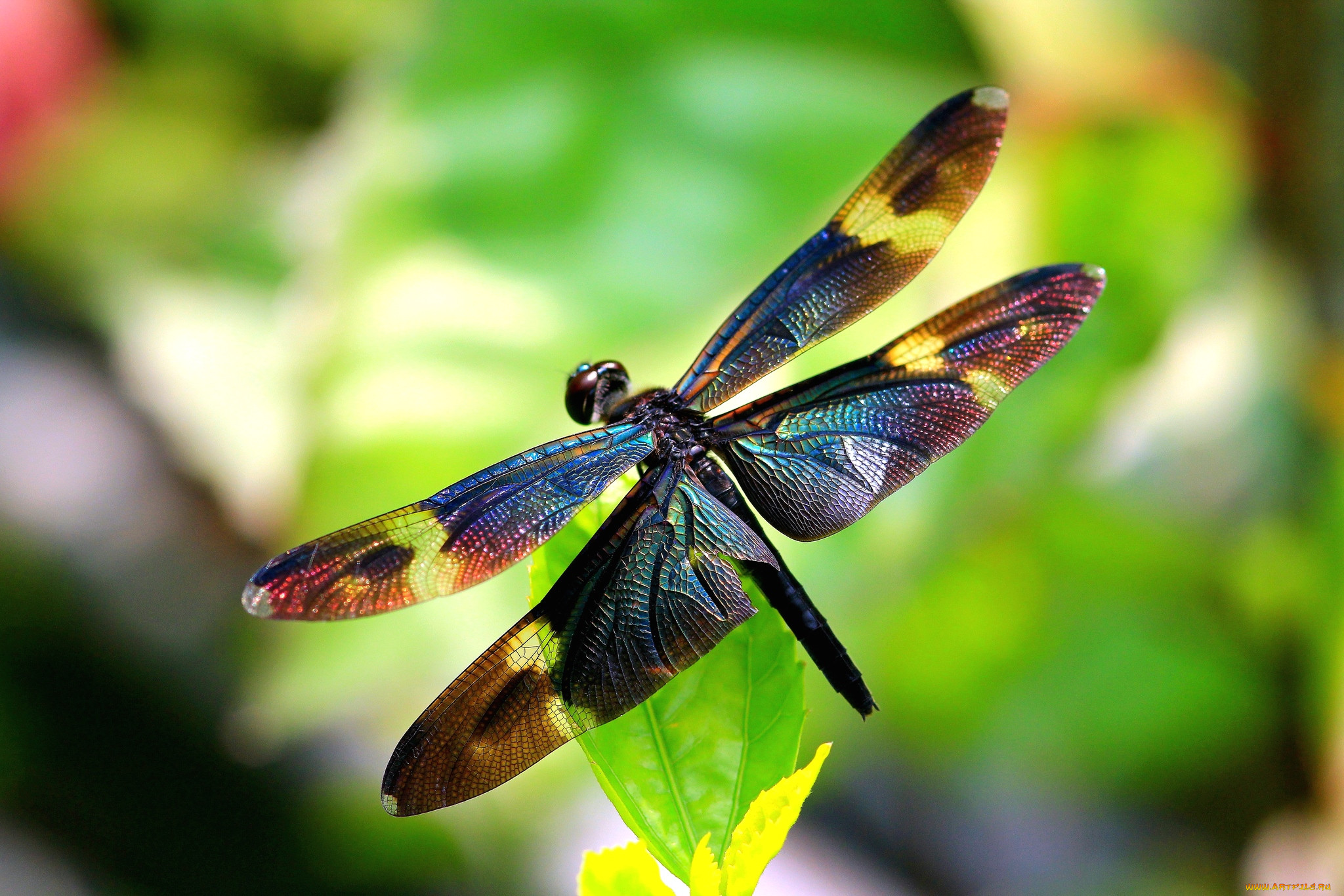 Стрекоза насекомое. Стрекоза Радужница. Драгонфлай Стрекоза. Dragonfly Dragonfly 1968. Стрекоза риотемис Вариегата..